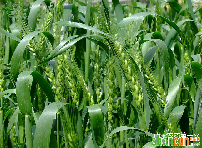 小麦拌种四大雷区免涉足