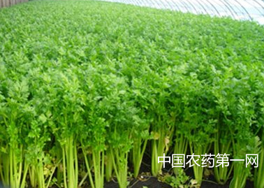 秋季种植大棚芹菜注意什么