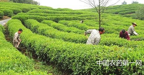 2016年秋冬季茶树科学施肥指导意见