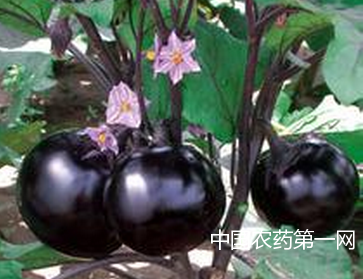 茄子高密度栽培可获高产