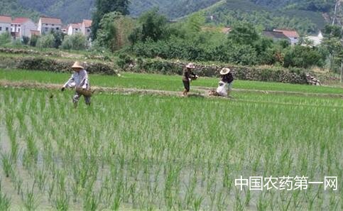 水稻施肥的特点及措施