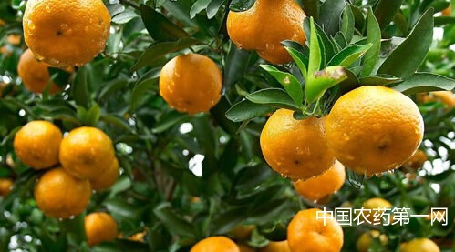 2016年秋冬季柑橘科学施肥指导意见