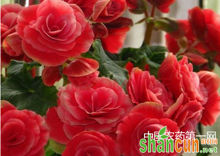 玫瑰海棠花的养殖方法和注意事项
