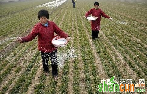 小麦高产怎样施肥