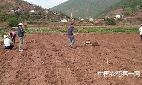 玉米秋整地秋施底肥技术