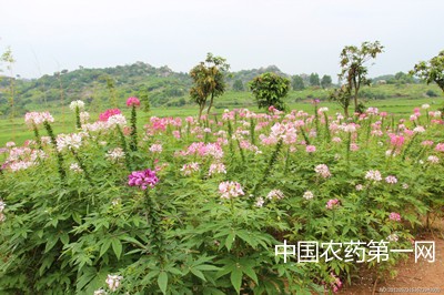 花卉腐烂病的那些土防法