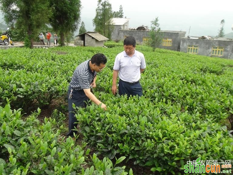 灾后茶园病虫害防治建议