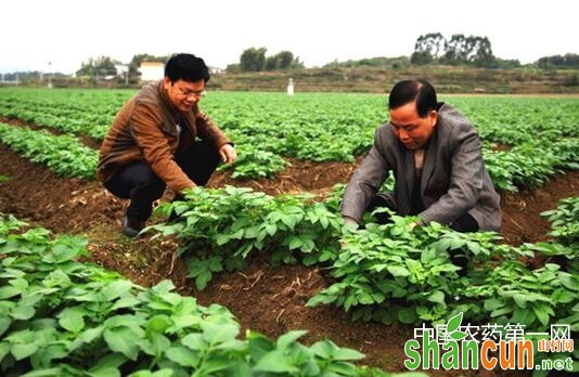 马铃薯种植的七大误区