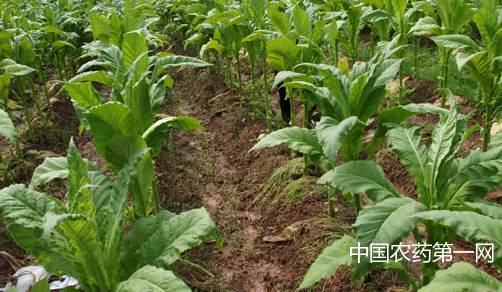 烟草田怎样正确除草