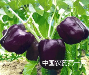 彩色甜椒冬季栽培要点