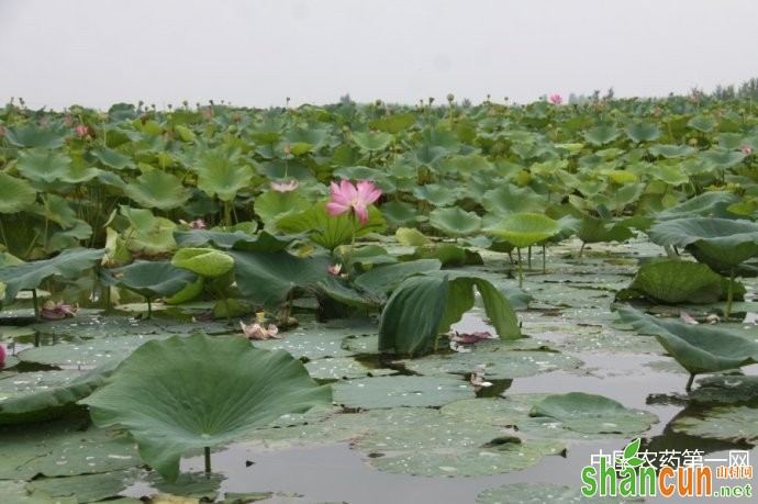 秋多雨菱角易发褐斑病