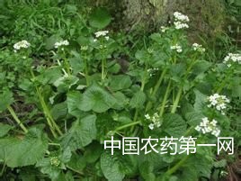 无公害山嵛菜种子的育苗