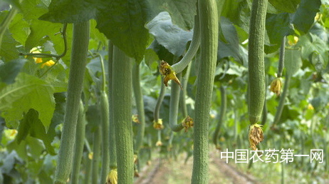 丝瓜植株整理技术