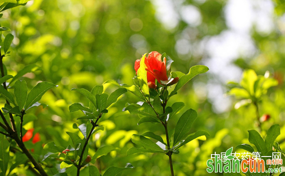 花卉吃醋