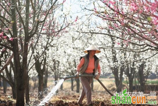 梨灌水与排水要点