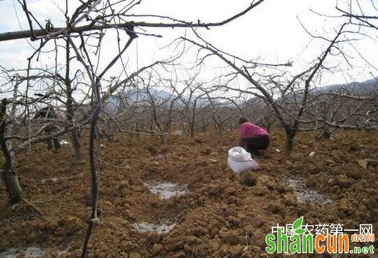 苹果树追肥技术