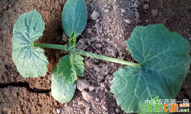 西葫芦定植注意啥