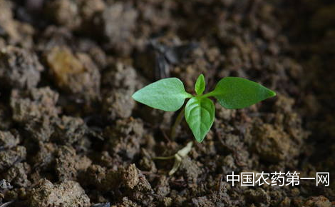 辣椒的生长发育和环境条件