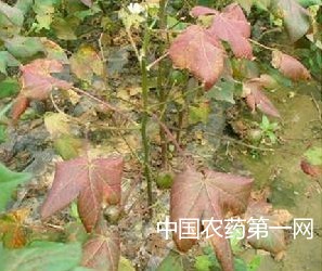 棉花怎样补施钾肥