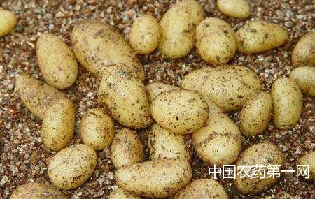 马铃薯种薯怎么切块和催芽？