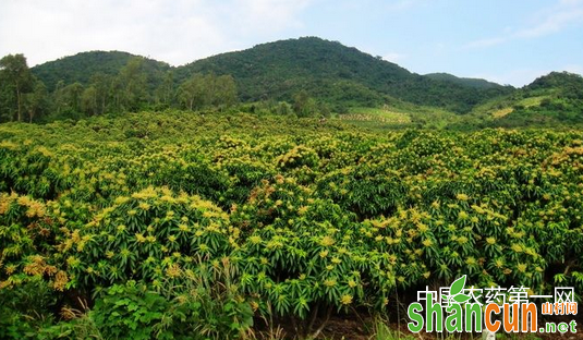 芒果保花保果有哪些办法？