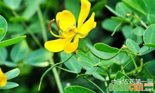 花生花针期应怎样管理？