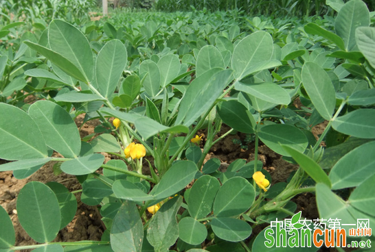 花生开花后的管理要点