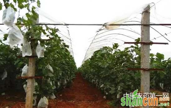 葡萄避雨栽培的好处