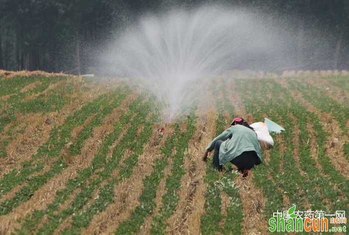 花生播种前如何合理浇水