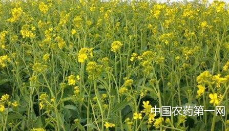 油菜怎么补充微量元素