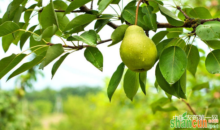 夏季梨树如何管理产量高？