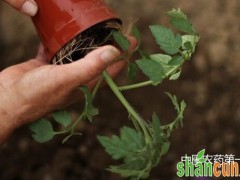 西红柿定植期管理有哪些注意事项