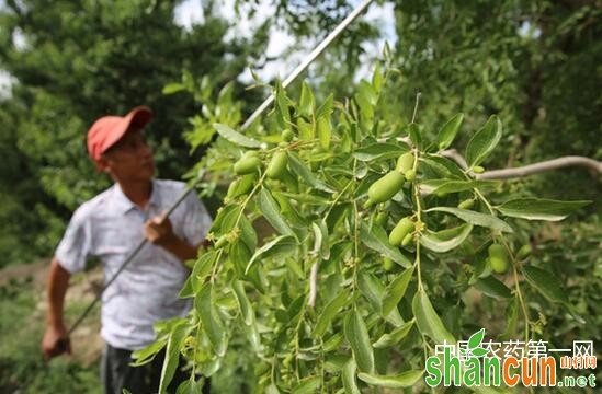 盛果期枣树修剪技术