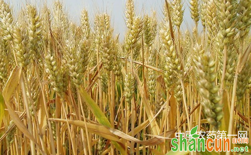 怎样提高小麦产量？