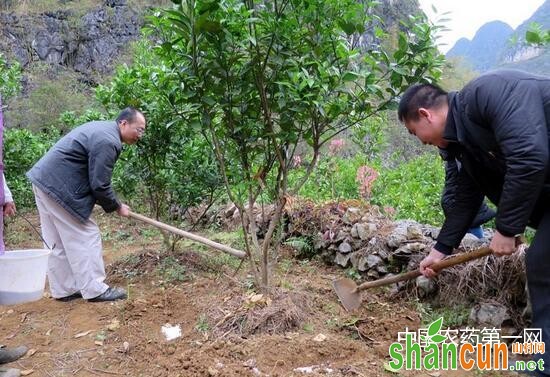 种植脐橙应如何做好肥料管理？