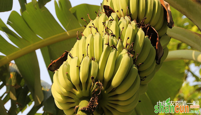 香蕉花果怎么综合养护？