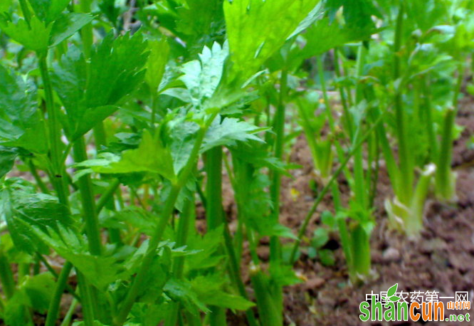 怎么种植西芹？