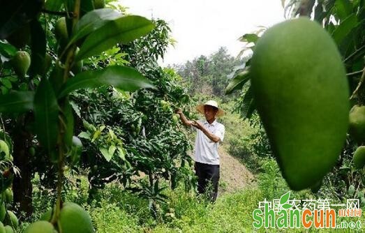 七月芒果管理要点