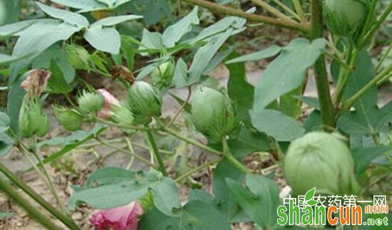 棉花7月份花铃期的田间管理