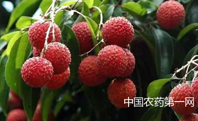 荔枝5月份管理要点