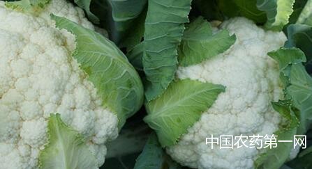 花椰菜施什么肥？