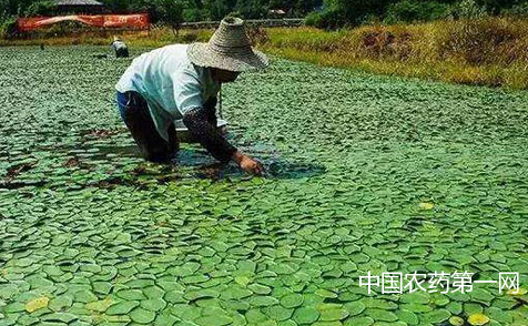 莼菜种植技术