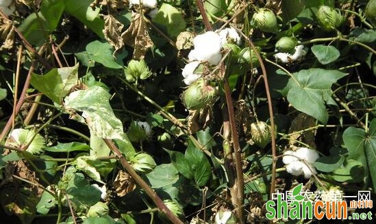 雨季实现棉花优质高产的“五要素”