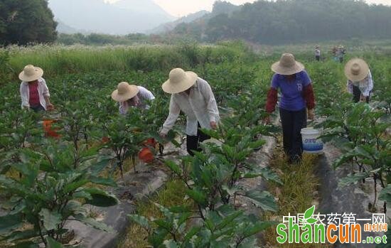 茄子结果期施肥技术