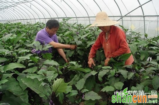 茄子整枝培育的方法