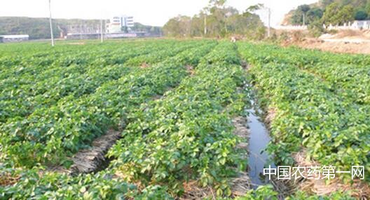 马铃薯各生育期灌水