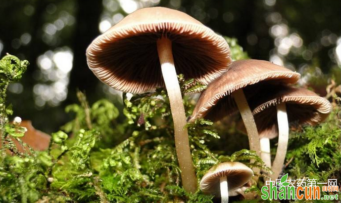 日常生活中蘑菇的种类有哪些