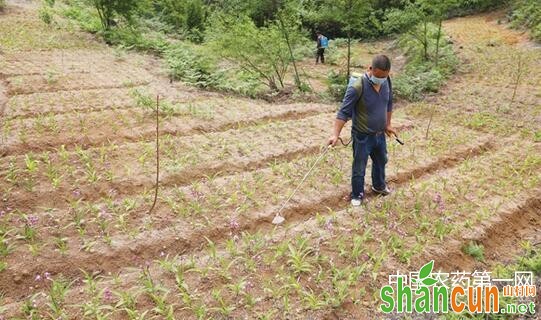 药材施肥小技巧