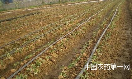 高温干旱如何提高草莓苗定植成活率