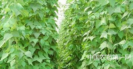 菜豆怎么施肥？